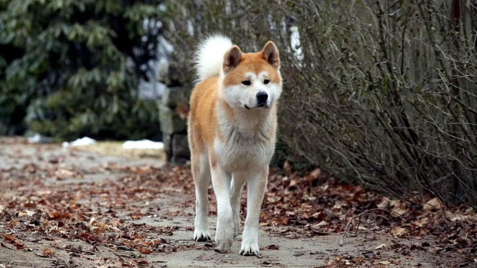 Phim Hachi: A Dog’s Tale - Hachi: A Dog's Tale