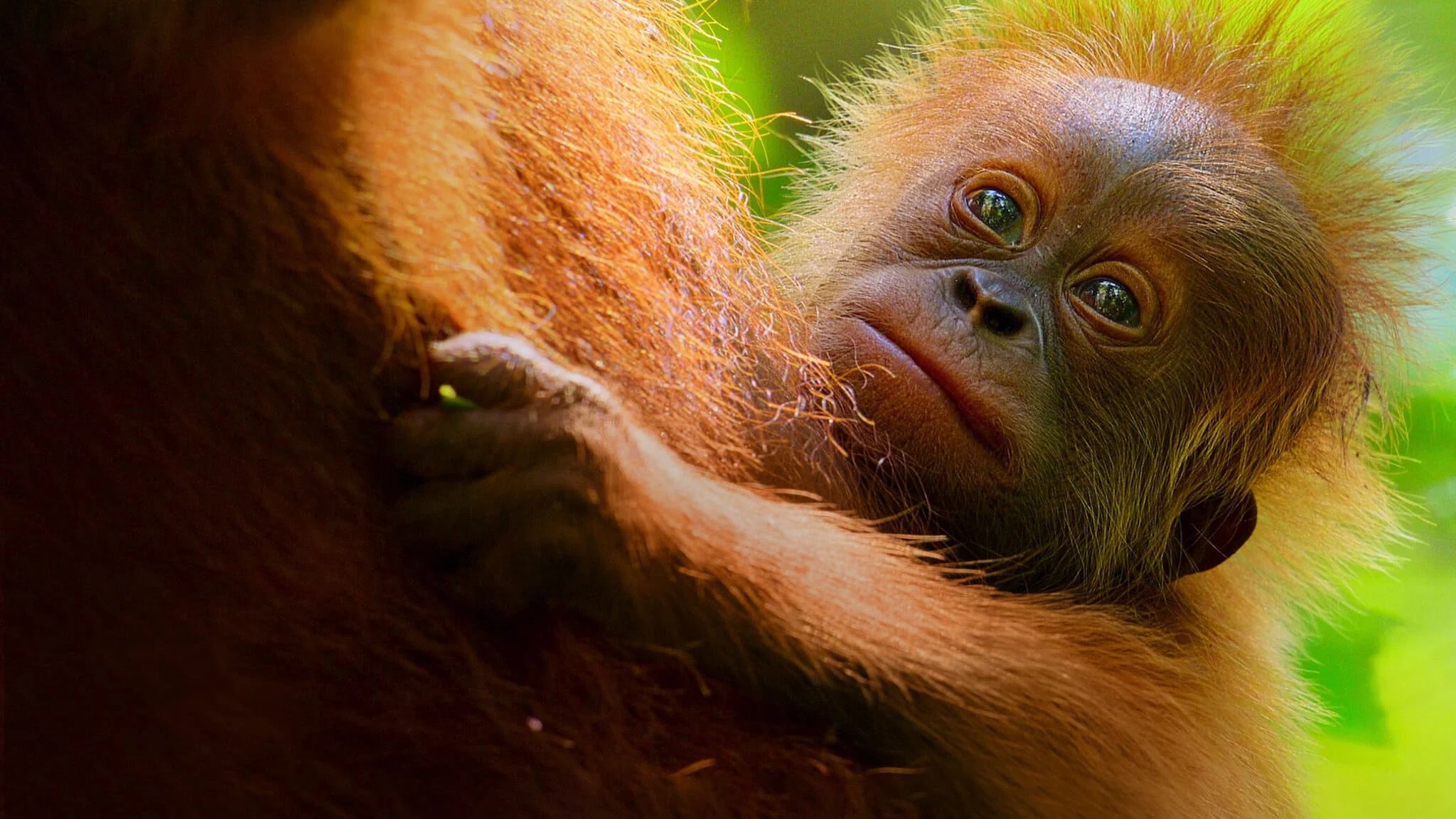 Phim Cuộc sống bí mật của đười ươi - Secret Lives of Orangutans